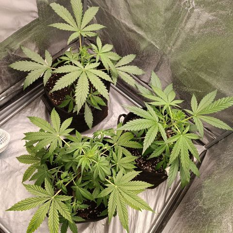 Royal Bluematic  growlog timeline photo
