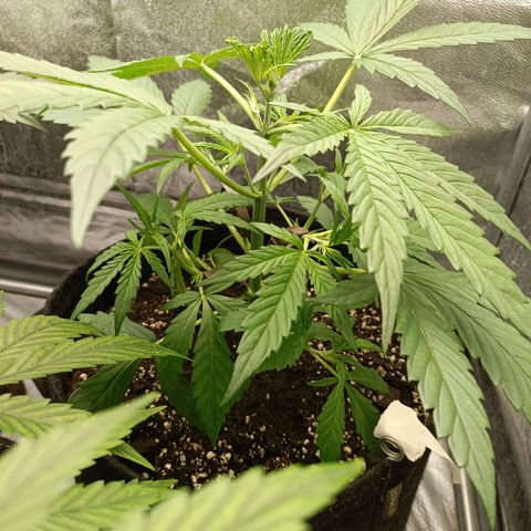 Royal Bluematic  growlog timeline photo