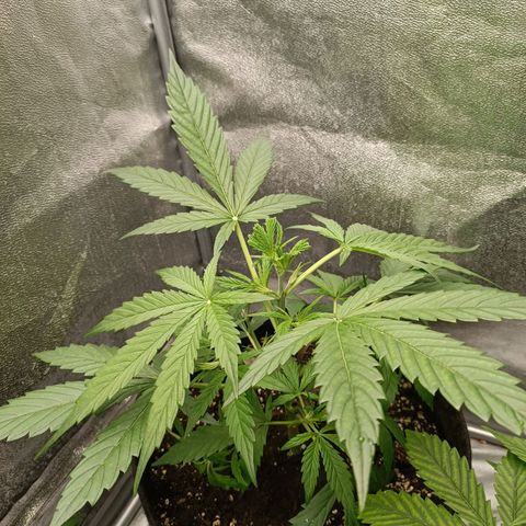 Royal Bluematic  growlog timeline photo