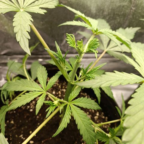 Blue Matic 2 growlog timeline photo
