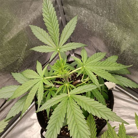 Royal Bluematic  growlog timeline photo