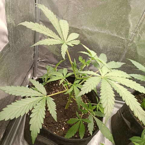 Blue Matic 2 growlog timeline photo