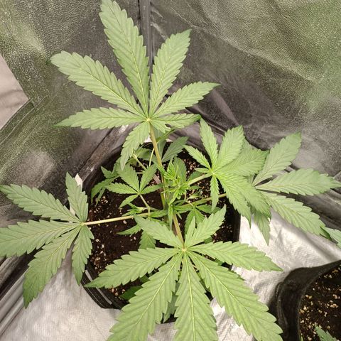 Blue Matic 2 growlog timeline photo