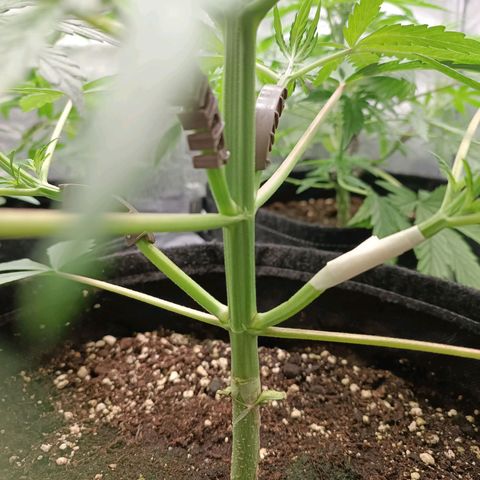 Blue Matic 2 growlog photo: Da brava storda le ho spezzato un ramo🥺