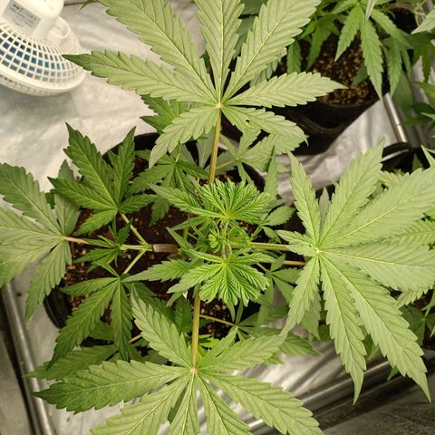 Blue Matic 2 growlog timeline photo