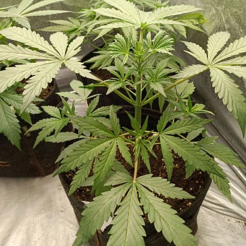 Blue Matic 2 growlog photo: Da brava storda le ho spezzato un ramo🥺