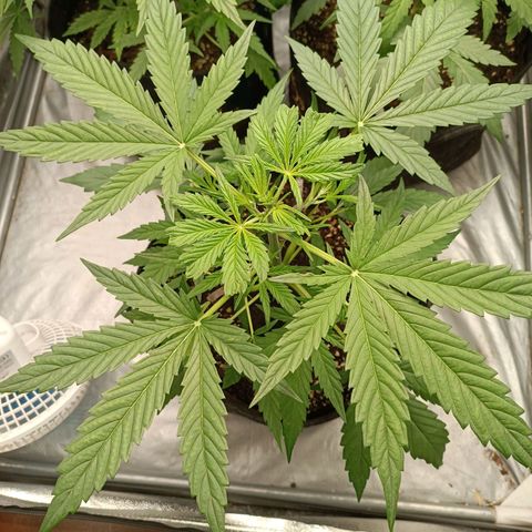 Royal Bluematic  growlog timeline photo