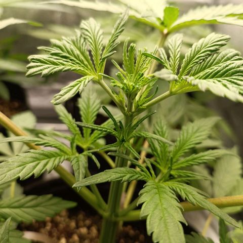 Blue Matic 2 growlog photo: Da brava storda le ho spezzato un ramo🥺