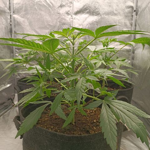 Royal Bluematic  growlog timeline photo