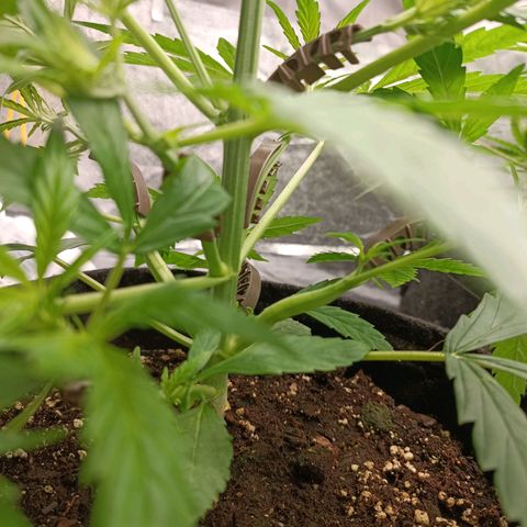 Royal Bluematic  growlog timeline photo