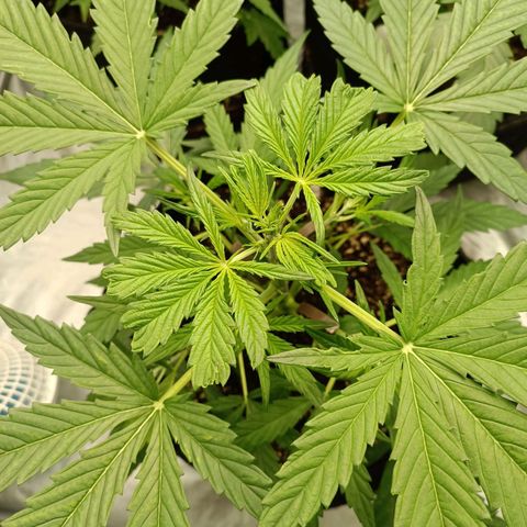 Royal Bluematic  growlog timeline photo
