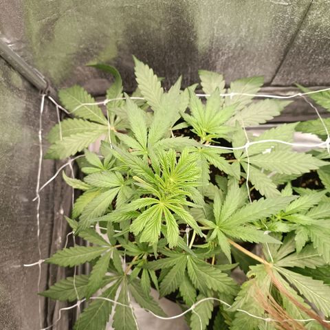 Blue Matic 2 growlog timeline photo