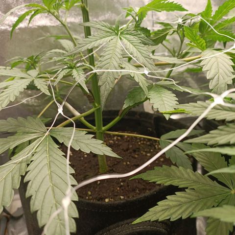 Blue Matic 2 growlog timeline photo
