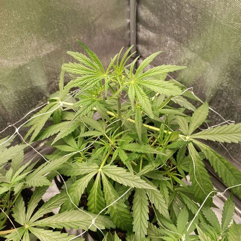 Royal Bluematic  growlog timeline photo