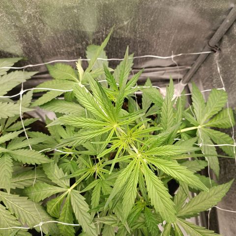 Royal Bluematic  growlog timeline photo