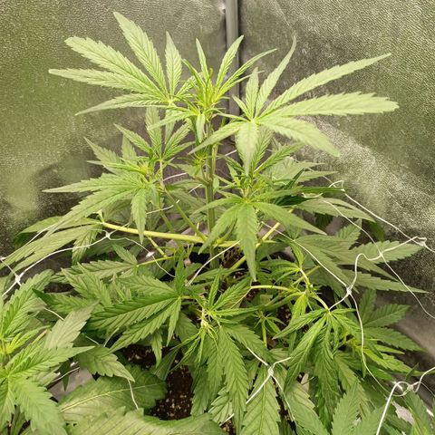 Royal Bluematic  growlog timeline photo
