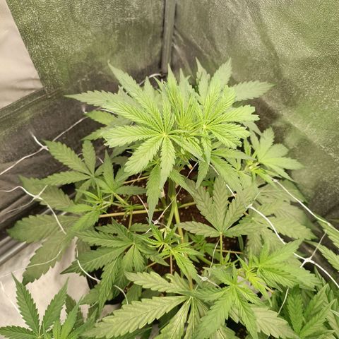 Blue Matic 2 growlog timeline photo