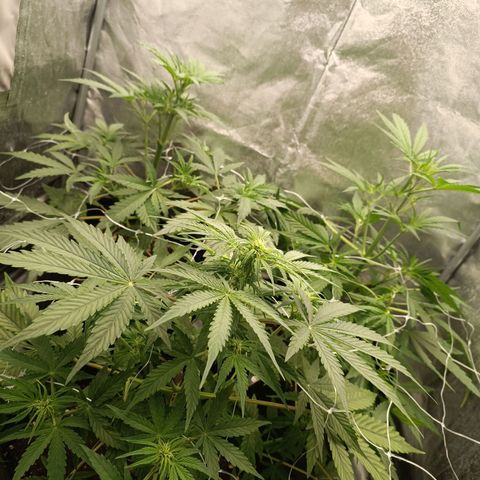 Royal Bluematic  growlog timeline photo