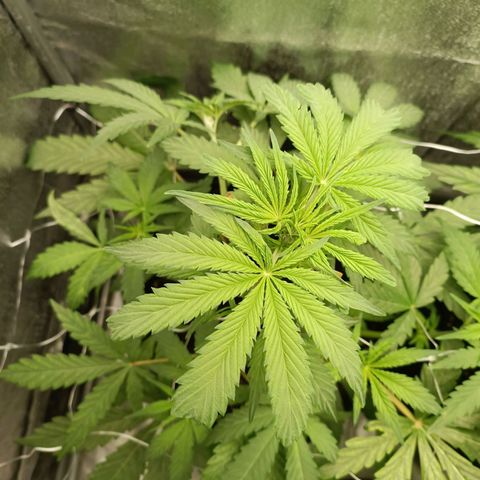 Blue Matic 2 growlog timeline photo