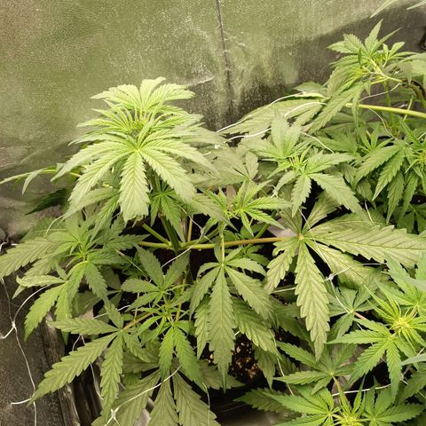 Blue Matic 2 growlog timeline photo