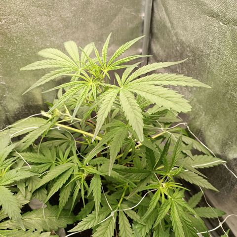 Royal Bluematic  growlog timeline photo