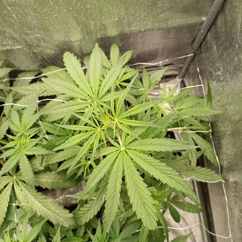 Royal Bluematic  growlog timeline photo