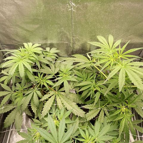 Royal Bluematic  growlog timeline photo