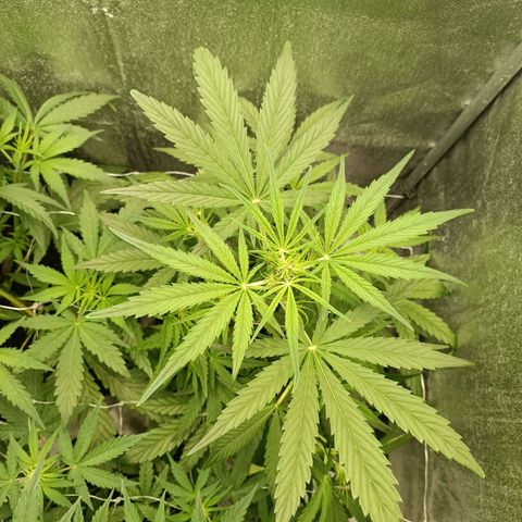 Royal Bluematic  growlog timeline photo