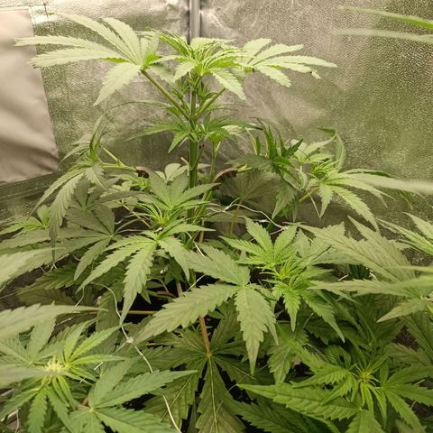 Blue Matic 2 growlog timeline photo