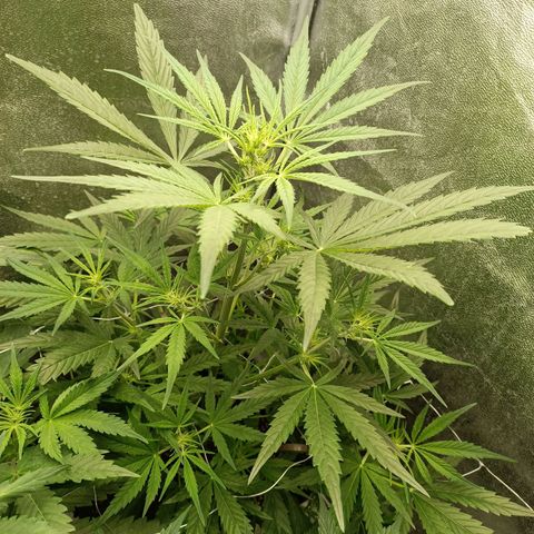 Royal Bluematic  growlog timeline photo