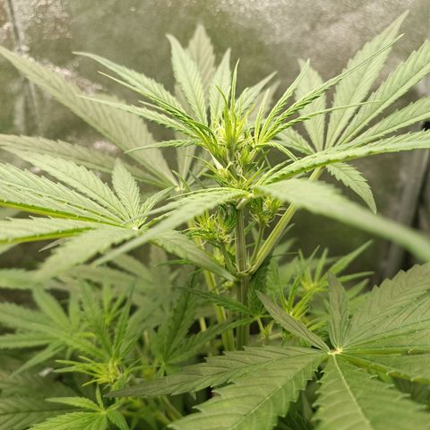 Royal Bluematic  growlog timeline photo