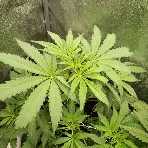 Blue Matic 2 growlog timeline photo