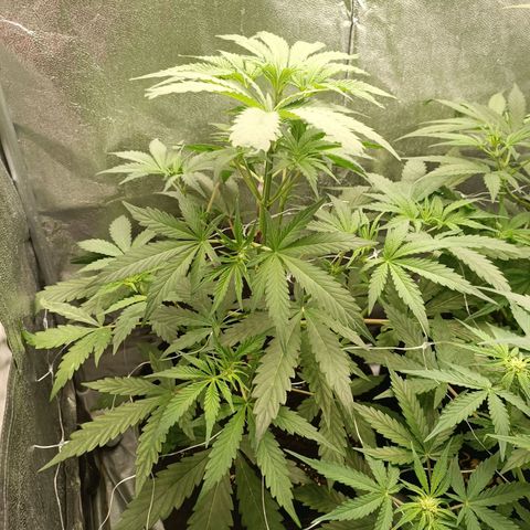 Blue Matic 2 growlog timeline photo