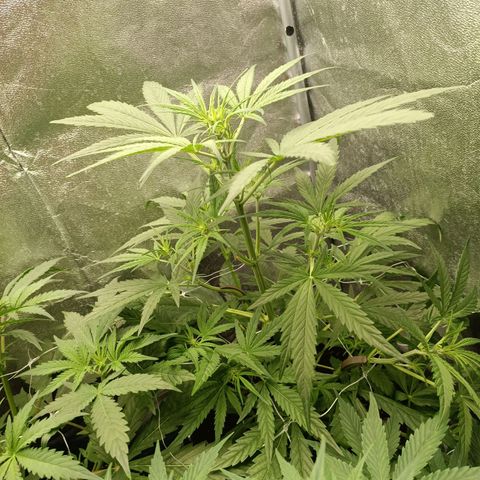 Royal Bluematic  growlog timeline photo