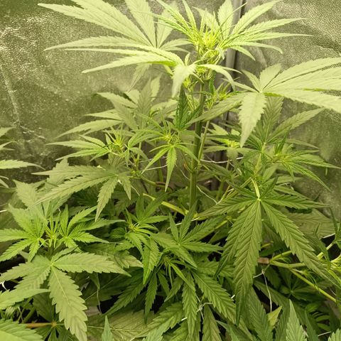 Royal Bluematic  growlog timeline photo