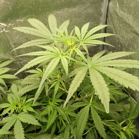 Royal Bluematic  growlog timeline photo