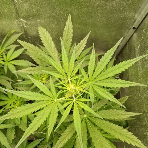 Royal Bluematic  growlog timeline photo