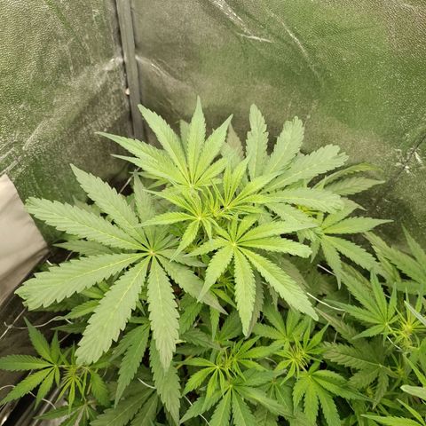 Blue Matic 2 growlog timeline photo