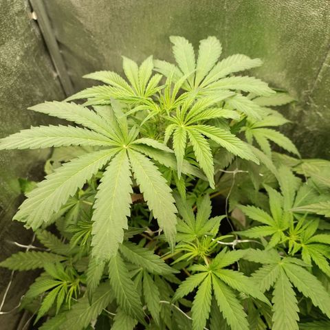 Blue Matic 2 growlog timeline photo