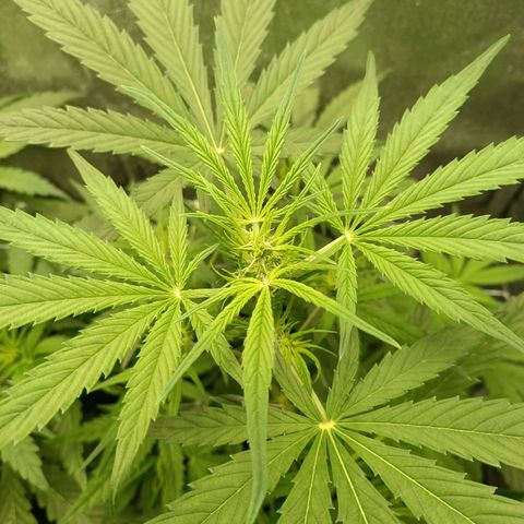 Royal Bluematic  growlog timeline photo