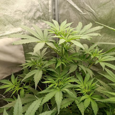 Blue Matic 2 growlog timeline photo