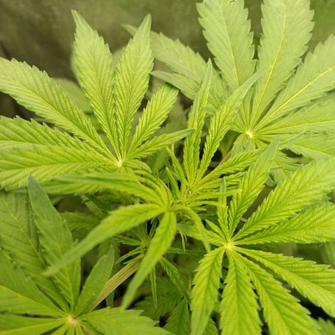 Blue Matic 2 growlog timeline photo