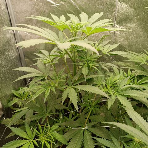 Blue Matic 2 growlog timeline photo