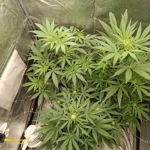 Royal Bluematic  growlog timeline photo