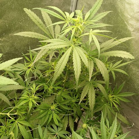 Royal Bluematic  growlog timeline photo