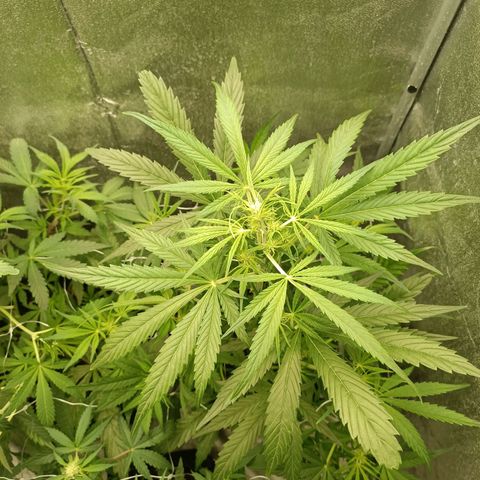 Royal Bluematic  growlog timeline photo