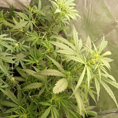 Royal Bluematic  growlog timeline photo
