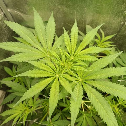 Blue Matic 2 growlog timeline photo