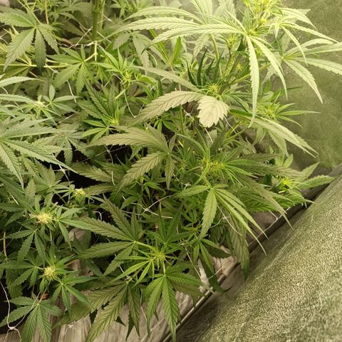 Royal Bluematic  growlog timeline photo