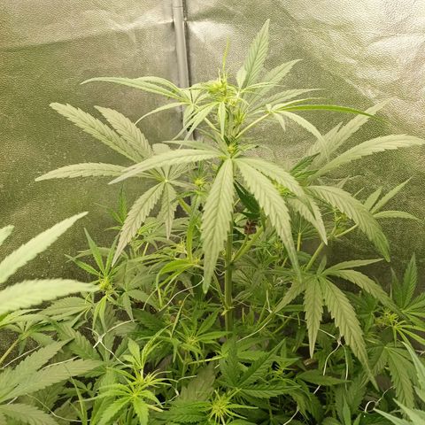 Royal Bluematic  growlog timeline photo